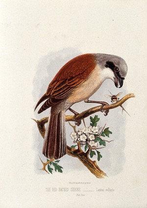 view A red backed shrike (Lanius collurio). Colour lithograph, ca. 1875.
