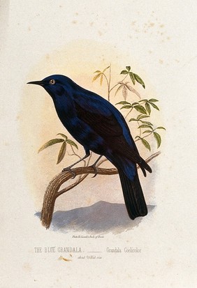 A blue grandala bird (Grandala coelicolor). Colour lithograph, ca. 1875.