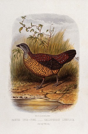 view A painted spur-fowl (Galloperdix lunulosa). Colour lithograph, ca. 1875.