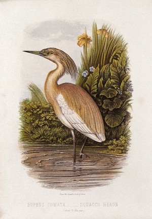 view A squacco heron (Buphus comata). Colour lithograph, ca. 1875.