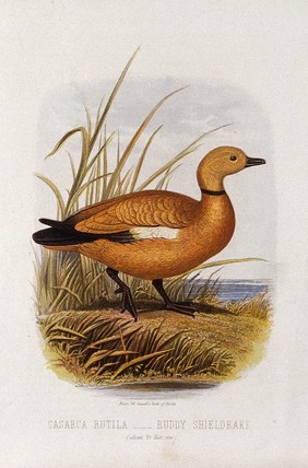 A ruddy sheldrake (Casarca rutila). Colour lithograph, ca. 1875.