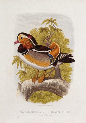 view A mandarin duck (Aix galericulata). Colour lithograph, ca. 1875.