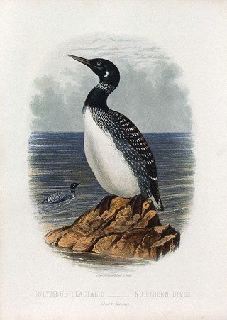 A northern diver (Colymbus glacialis) Colour lithograph, ca. 1875.