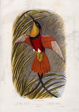 view A crimson topaz bird (Topaza pella). Colour lithograph, ca. 1875.