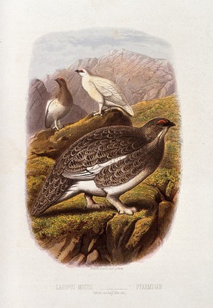 view A ptarmigan (Lagopus mutus) in both summer and winter plumage. Colour lithograph, ca. 1875.