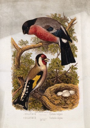 view A bullfinch (Pyrrhula vulgaris) and goldfinch (Carduelis elegans) by a nest of eggs. Colour lithograph, ca. 1875.