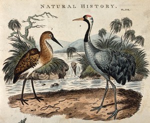 view A Brazilian bittern (Ardea brasiliensis) and a common crane (Grus communis). Coloured engraving, ca. 1808, after S. Edwards.