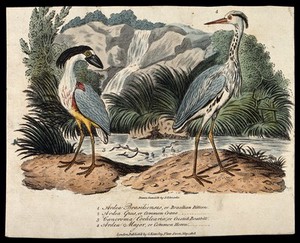 view A crested boatbill (Cancroma cochlearia) and common heron (Ardea cinerea). Coloured engraving, ca. 1808, after S. Edwards.