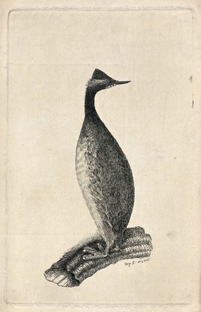 A shag or cormorant. Etching by Eliza D.