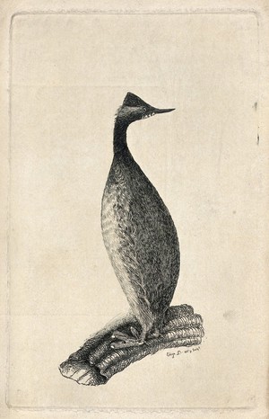 view A shag or cormorant. Etching by Eliza D.