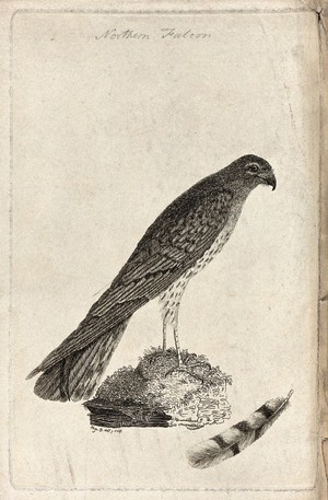 view A falcon or kestrel and one of its tail feathers. Etching by Eliza D.