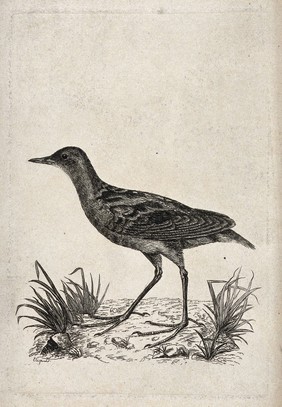 A little crake bird. Etching by Eliza D.