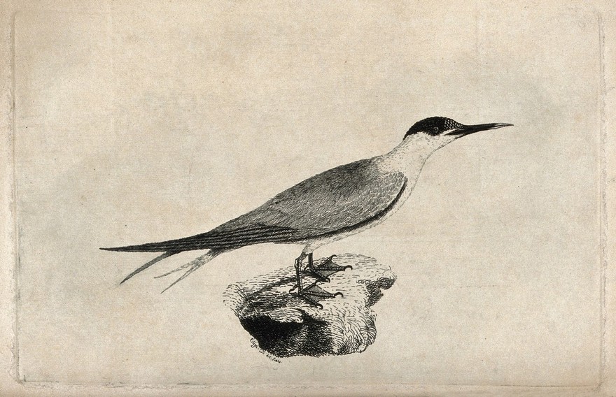 A common tern (Sterna species). Etching by Eliza D.