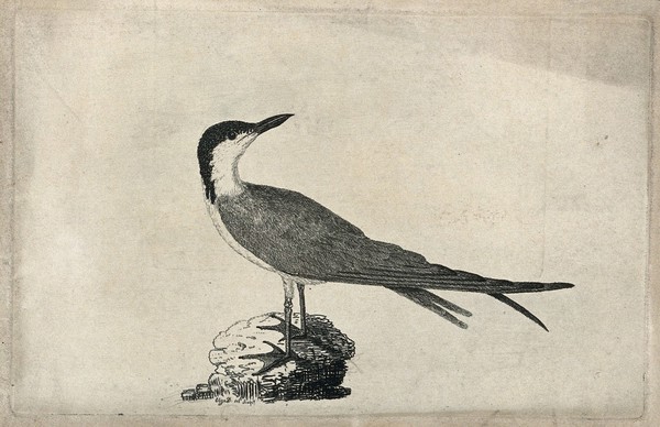 A sandwich tern (Sterna species). Etching by Eliza D.