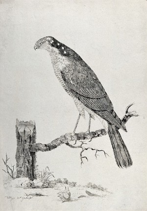 view A sparrow-hawk. Etching by W. Hayes, ca. 1780.