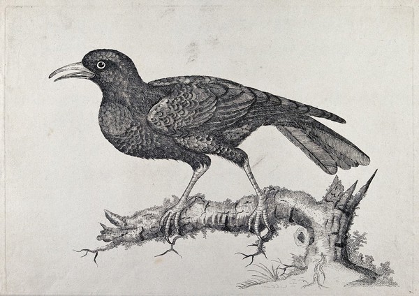 A large black bird, possibly a chough. Etching by W. Hayes, ca. 1780.