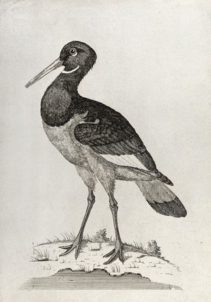 view An oyster-catcher. Etching by W. Hayes, ca. 1780.