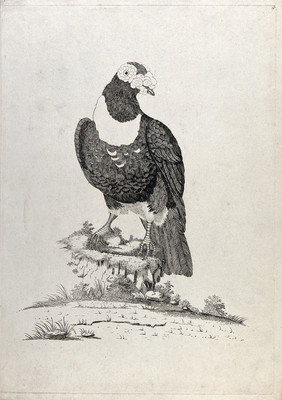 A bird, possibly a capercaillie. Etching by W. Hayes, ca. 1780.