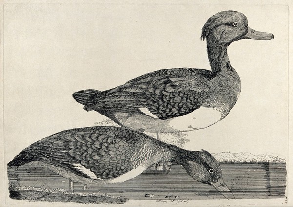 Two tufted ducks. Etching by W. Hayes, ca. 1780.