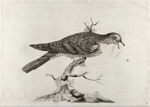 view A cuckoo catching a fly. Etching, ca. 1775, after W. Hayes.