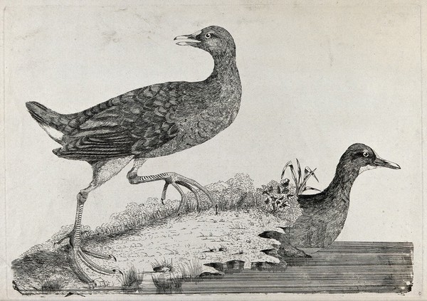 Two moor-hens. Etching, ca. 1775, after W. Hayes.