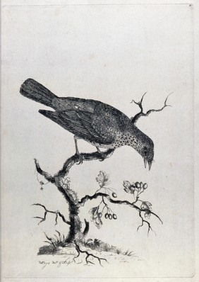 A thrush eating berries. Etching by W. Hayes, ca. 1775.