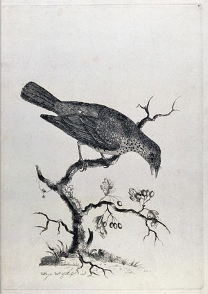 view A thrush eating berries. Etching by W. Hayes, ca. 1775.