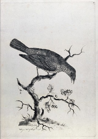 A thrush eating berries. Etching by W. Hayes, ca. 1775.