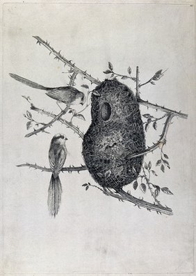 Two long-tailed tits outside their nest. Etching, ca. 1775, after W. Hayes.