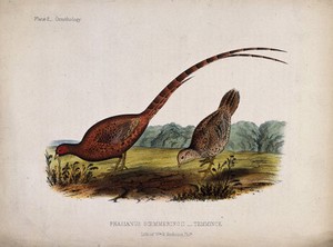 view A male and female Chinese pheasant. Coloured lithograph by W. E. Hitchcock, ca. 1858.