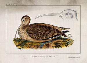 view A curlew and separate study of the head and bill. Coloured lithograph by W. E. Hitchcock, ca. 1858.