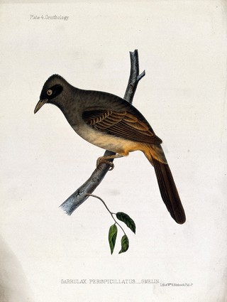 A jay (Garrulax perspicillatus). Coloured lithograph by W. E. Hitchcock, ca. 1858.