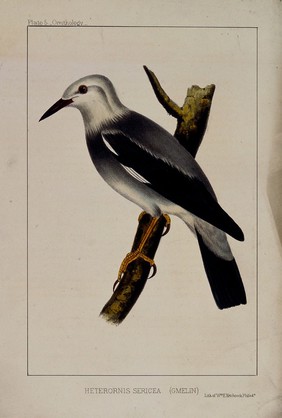 A bird (Heterornis sericea), possibly a type of jay. Coloured lithograph by W. E. Hitchcock, ca. 1858.