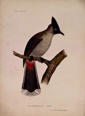 A bird (Ixos haemorrhous), possibly a type of jay. Coloured lithograph by W. E. Hitchcock, ca. 1858.