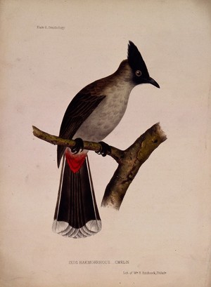 view A bird (Ixos haemorrhous), possibly a type of jay. Coloured lithograph by W. E. Hitchcock, ca. 1858.