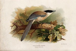 view A blue-winged magpie (Cyanopica cooki). Chromolithograph by W. Greve after A. Thorburn, ca. 1885.