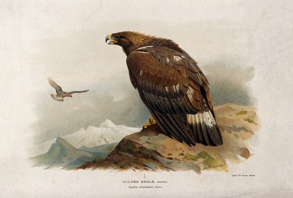 A golden eagle (Aquila chrysaetos). Chromolithograph by W. Greve after A. Thorburn, ca. 1885.