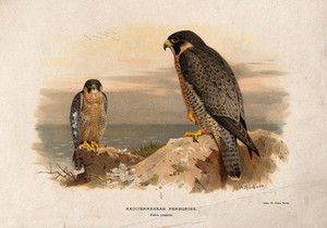 view A Mediterranean peregrine (Falco punicus). Chromolithograph by W. Greve after A. Thorburn, ca. 1885.