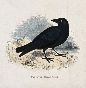 view A raven (Corvus corax). Coloured engraving by Whimper.