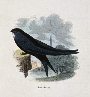 view A swift (Cypselus apus). Coloured engraving by Whimper.