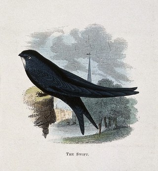 A swift (Cypselus apus). Coloured engraving by Whimper.