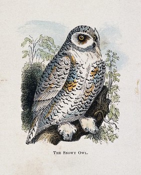 The snowy owl (Nyctea scandiaca). Coloured engraving by Whimper.