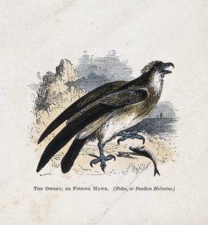 view An osprey (Pandion haliaetus). Coloured engraving by Whimper.