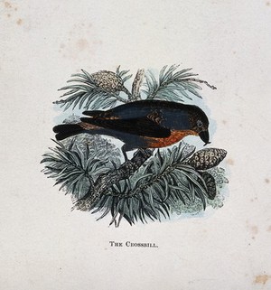 view A crossbill (Loxia curvirostra). Coloured engraving by Whimper.