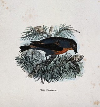A crossbill (Loxia curvirostra). Coloured engraving by Whimper.