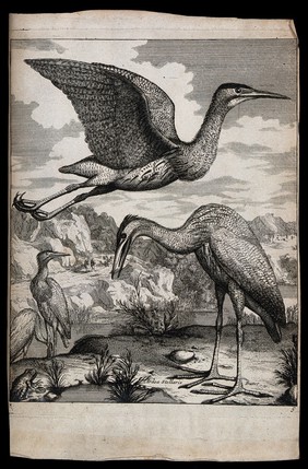 Herons on a riverbank. Engraving.