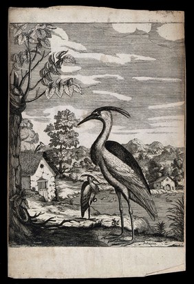 Two herons on a lakeside. Engraving.