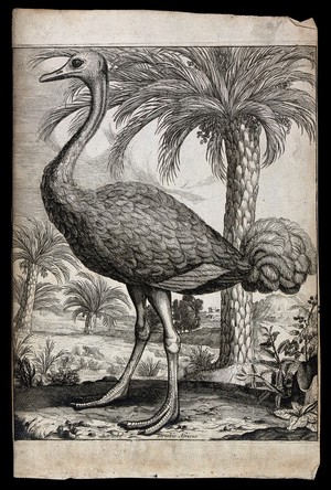 view An ostrich. Engraving.