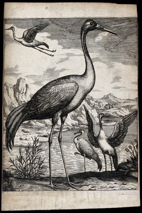 A flock of cranes on a lakeside. Engraving.