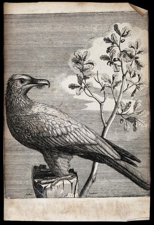 view A vulture. Engraving.